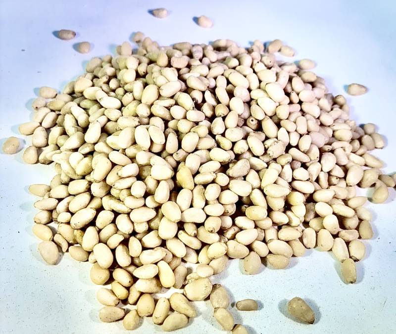 PIGNON DE PIN 1KG